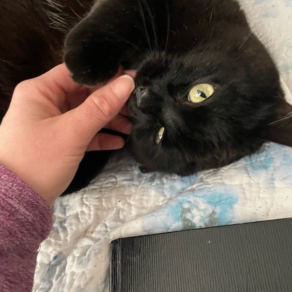 Meet your Posher, Kahla - Picture 2 of 2